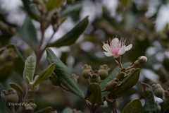 Rhodomyrtus tomentosa